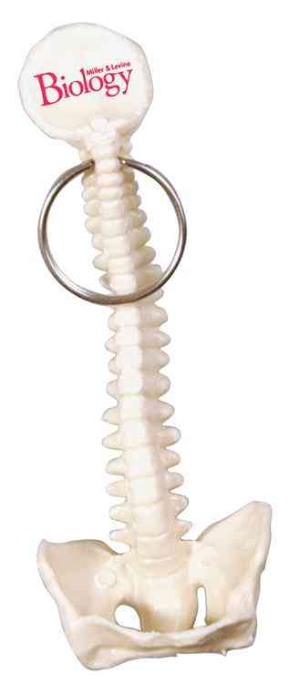 Spine keychain discount