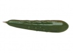 Pickle Pen