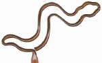 Snake Shaped Pen 1