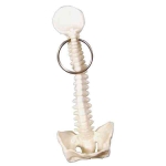 Spine Bone Keyring Keychain